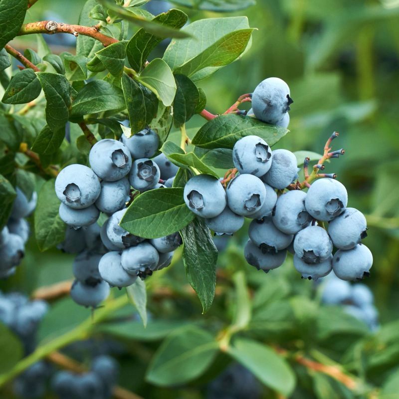 Blueberry Legacy image