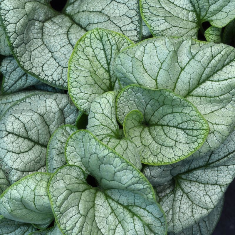 Permafrost Brunnera image