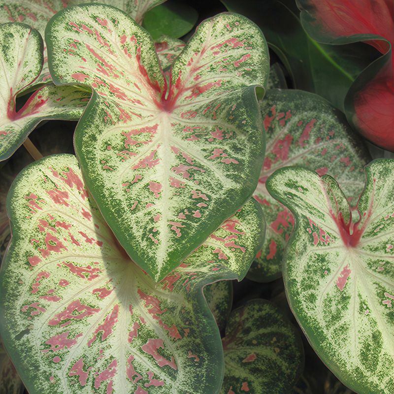 Caladium 'Candyland' image