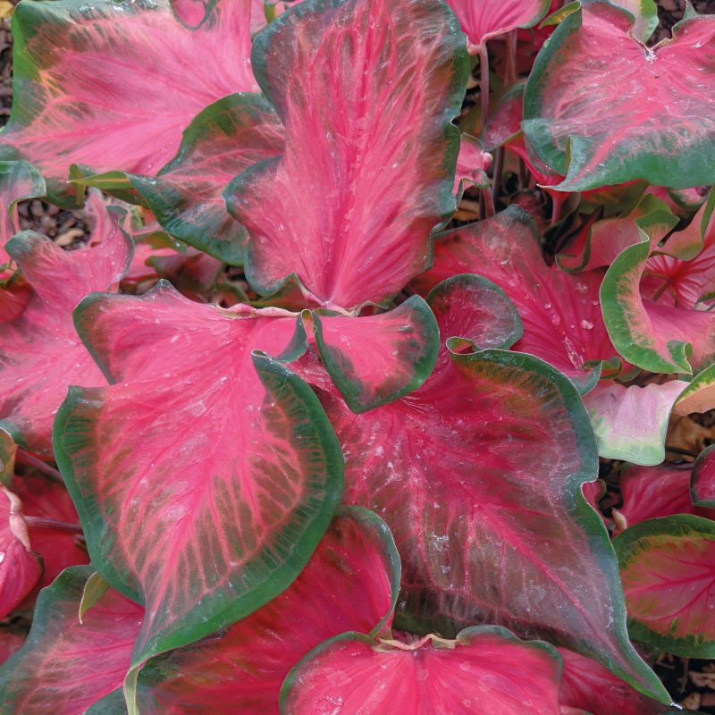 Caladium 'Sangria' image