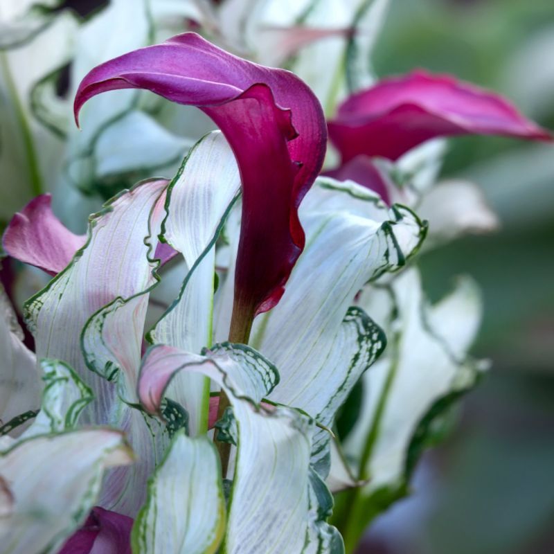 Calla Lily Frozen Queen® image