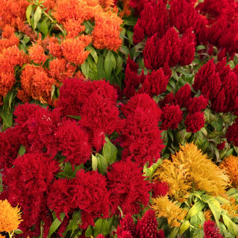 Celosia, Uptown Funk Celosia Mix image
