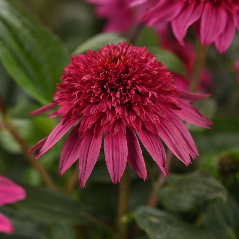 Echinacea, Double Scoop™ 'Watermelon Deluxe' image