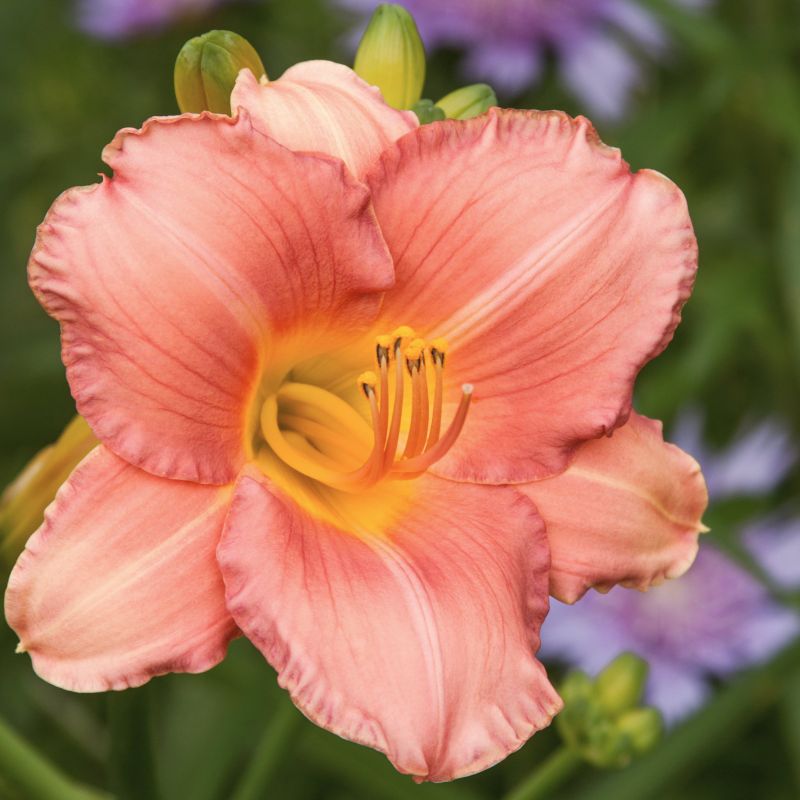 Daylily 'My Melinda' Bareroot image