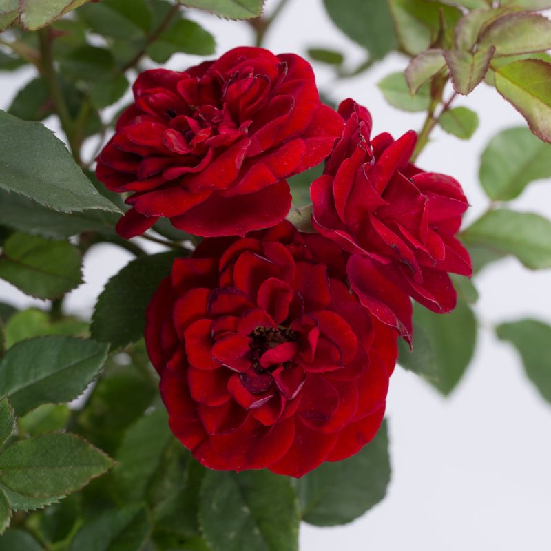 Rose Red Sunblaze image