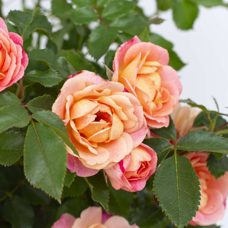 Rose Peach Sunblaze image