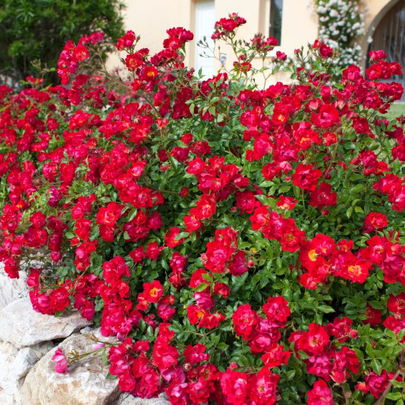 Drift Rose Red image