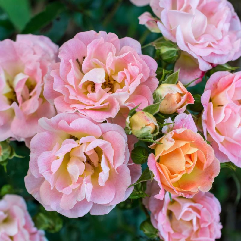 Drift Rose Peach image