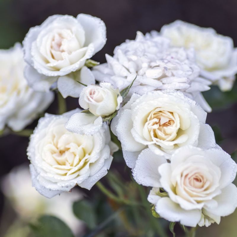 Drift Rose White image