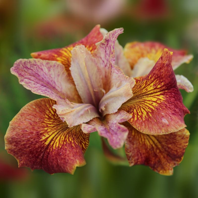 Iris 'Paprikash' Bareroot image