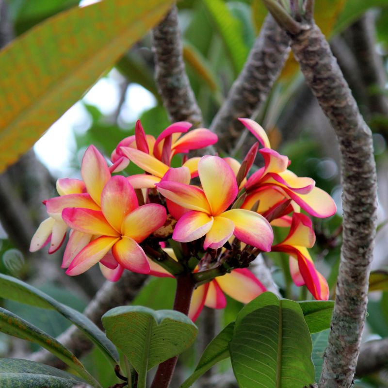 Plumeria 'Sunrise' image