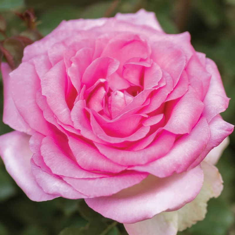 Rose Beverly Eleganza® Bareroot image
