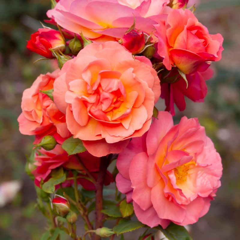 Rose Livin' Easy Bareroot image