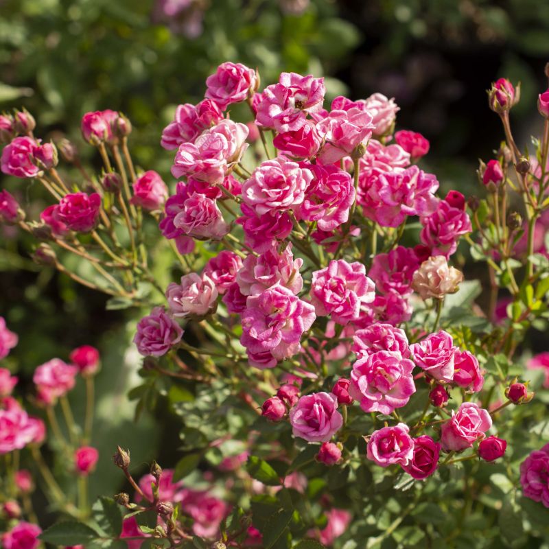 Rose Pinku™ image