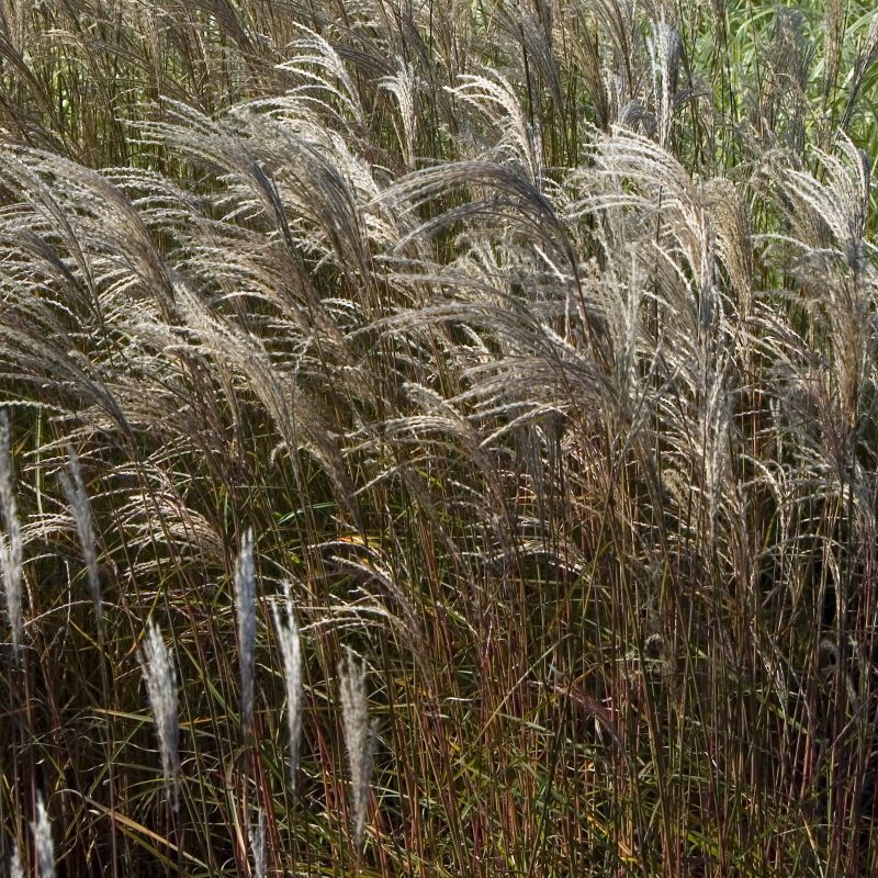 Adagio Grass image