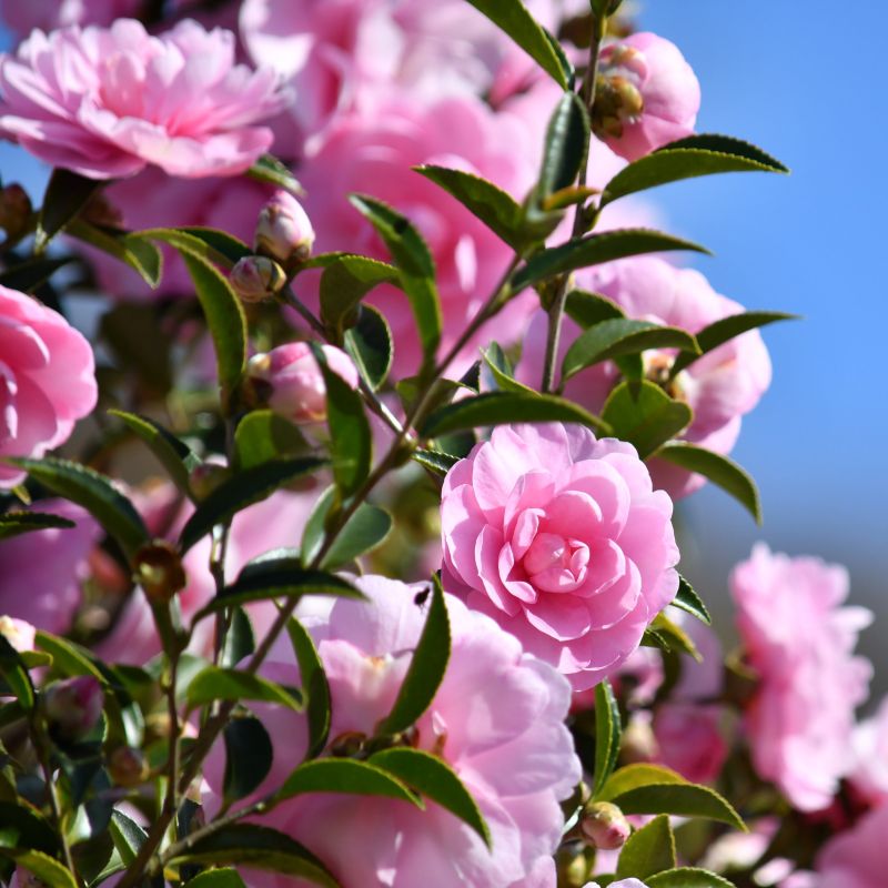 Autumn Sentinel Camellia Sasanqua image