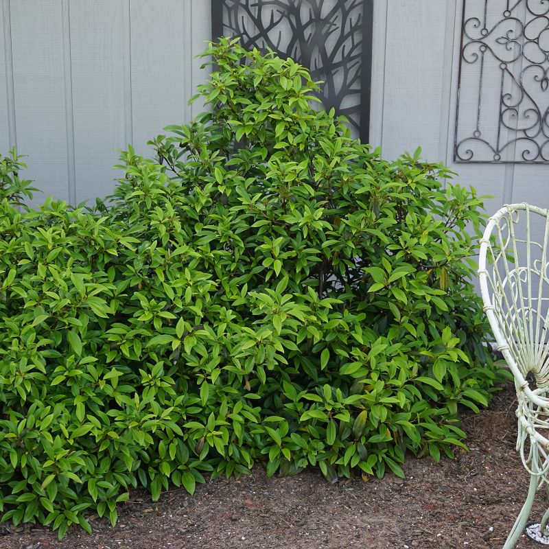 Moonlit Lace® Viburnum - White Flowers image