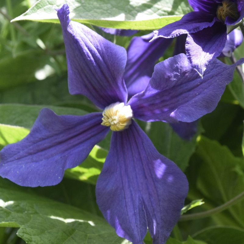 Stand by Me Clematis image