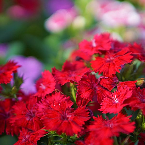 Adorn Your Garden with Dianthus Paint The Town Red (Dianthus 'Paint the