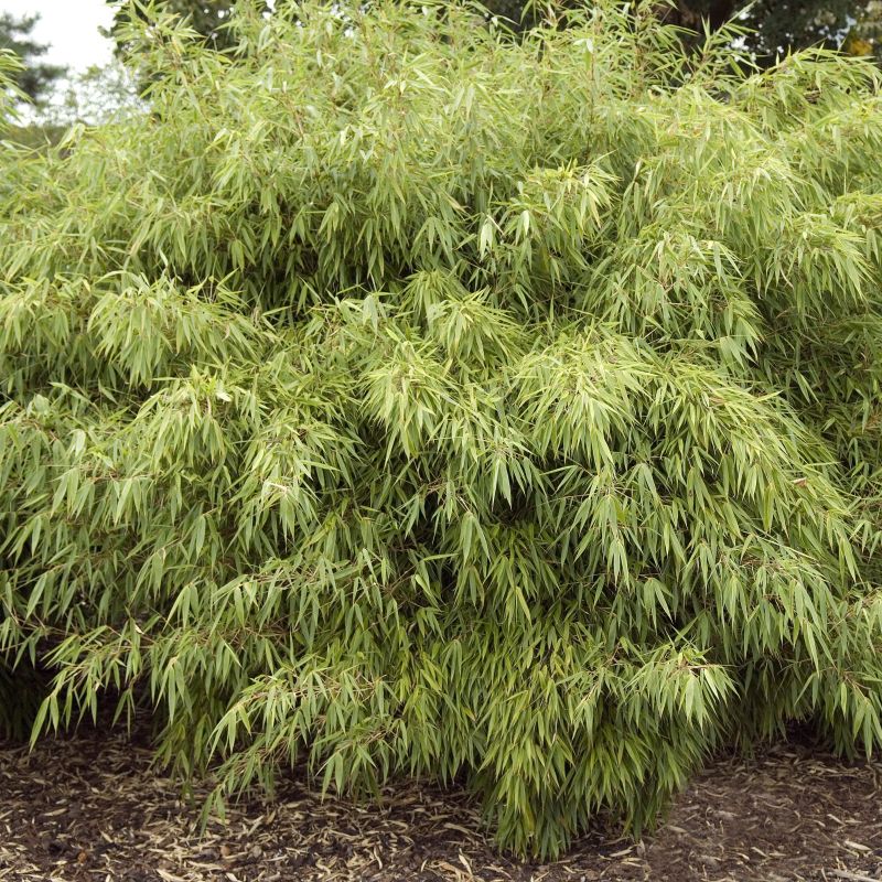 Clumping Bamboo image