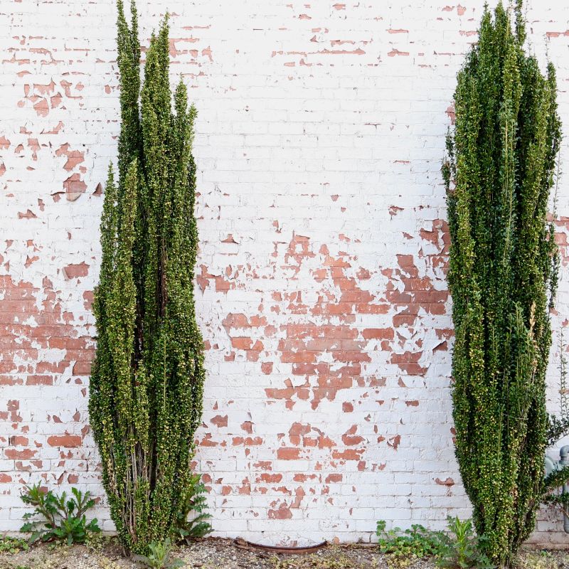 Straight & Narrow Japanese Holly image