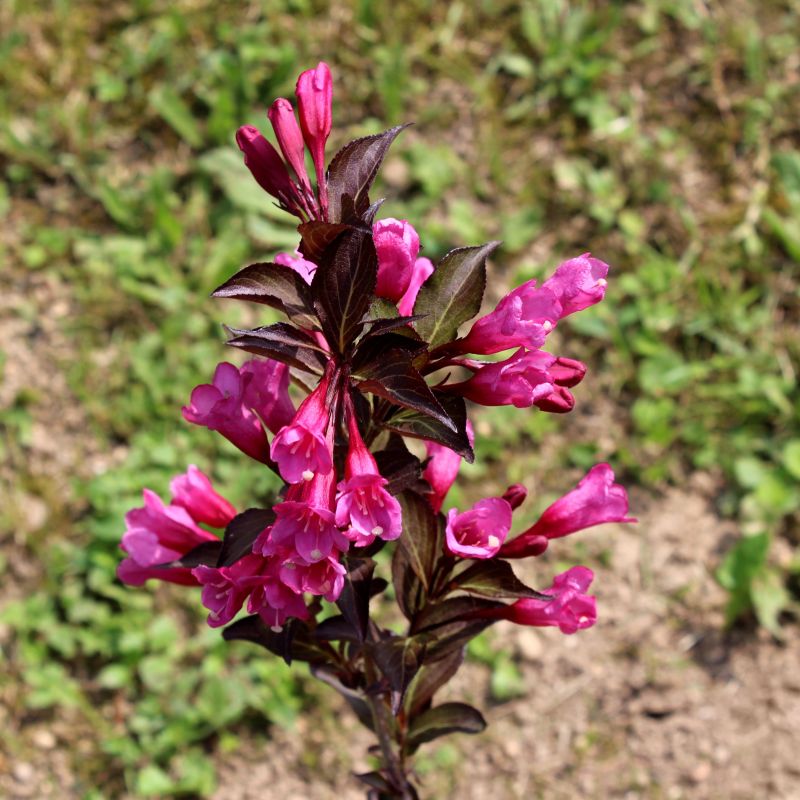 Spilled Wine Weigela image
