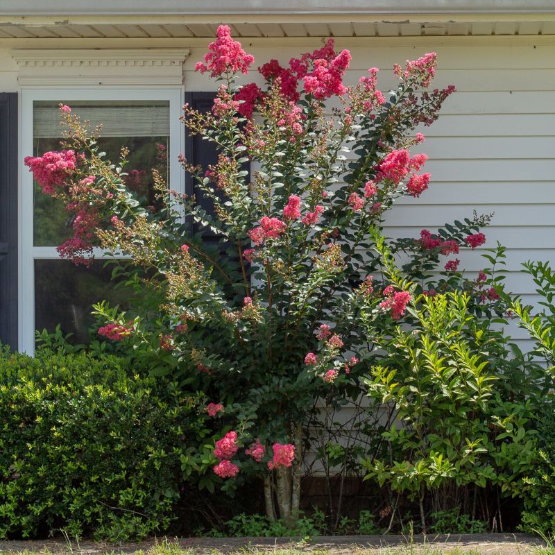 Tuscarora Crape Myrtle image