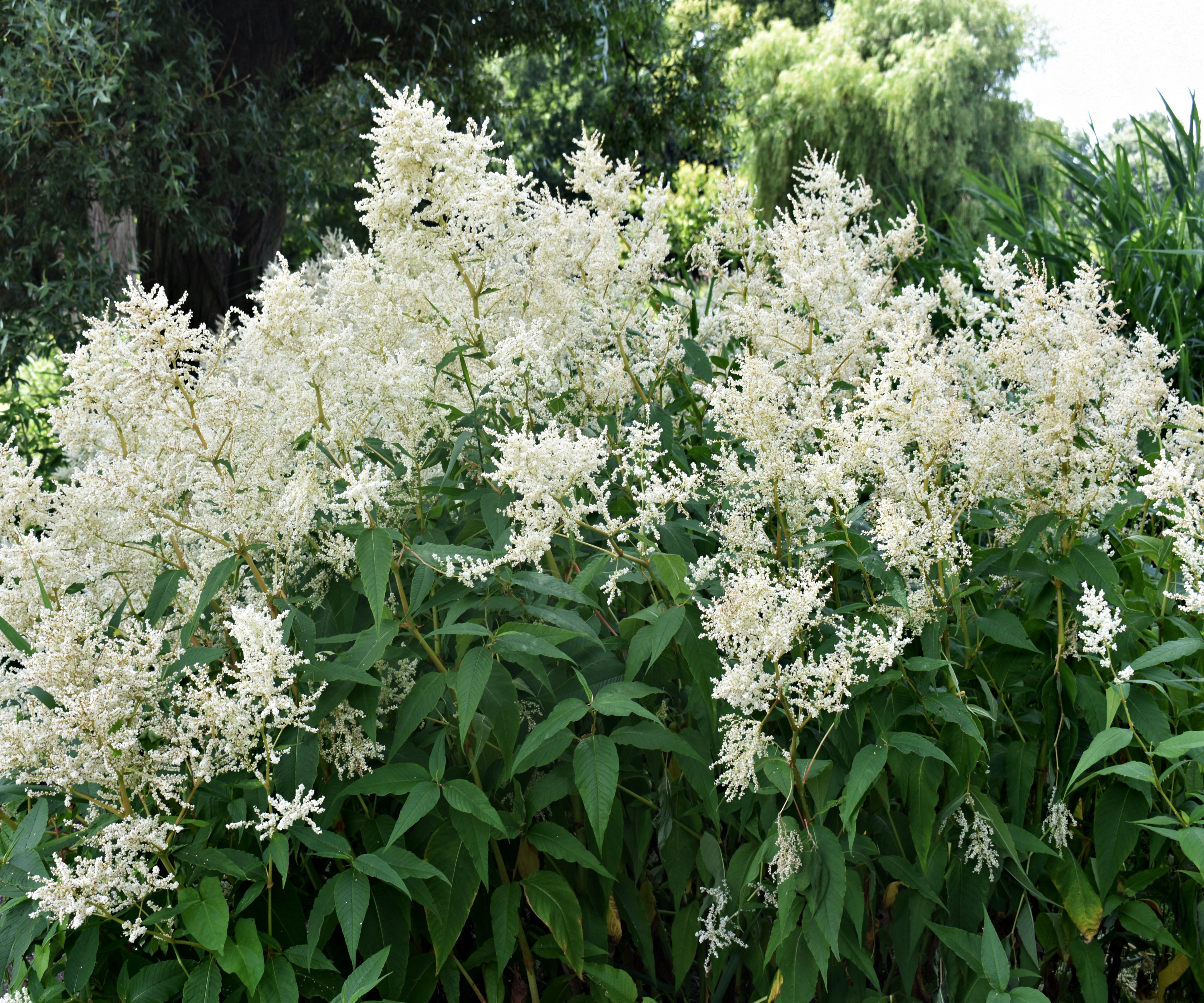 Deutschland Astilbe image