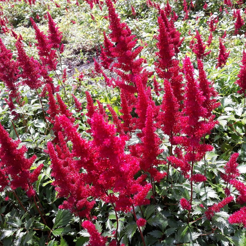 Montgomery Astilbe image
