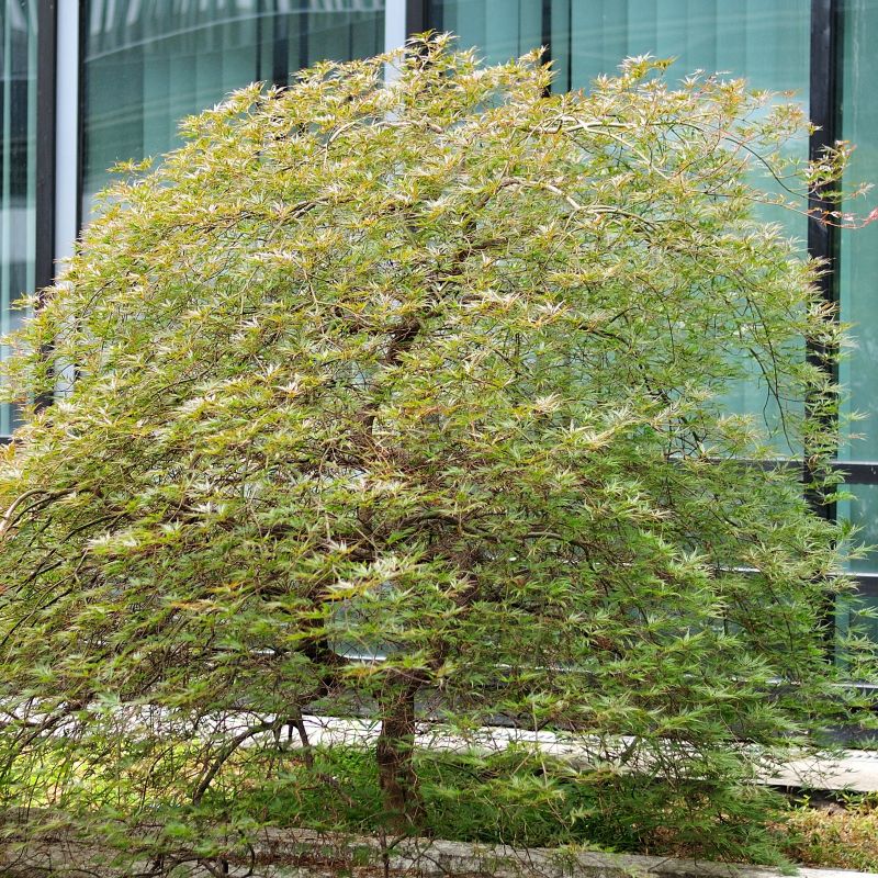 Seiryu Japanese Maple image