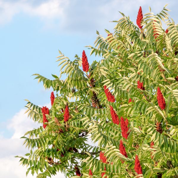 Bare Root Staghorn Sumac (Rhus typhina)