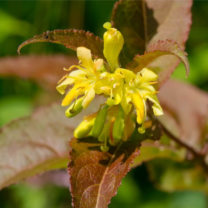 Kodiak Black Bush Honeysuckle image