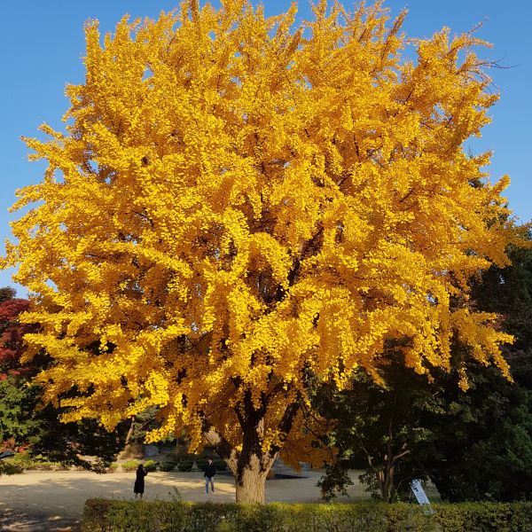 Ginkgo (male) (Ginkgo biloba) - Heritage Fruit Trees