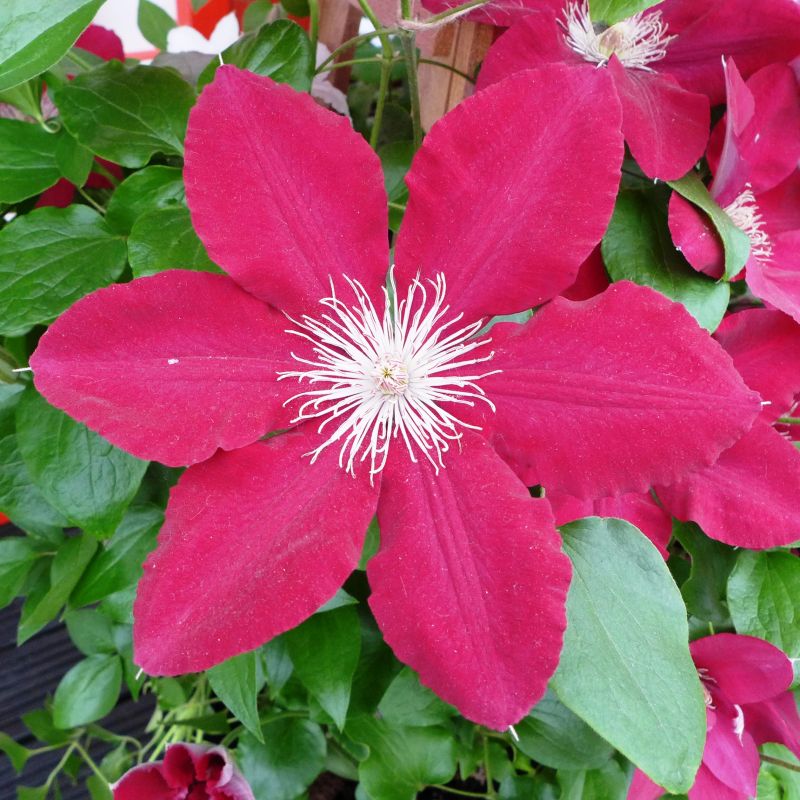 Rebecca Clematis image