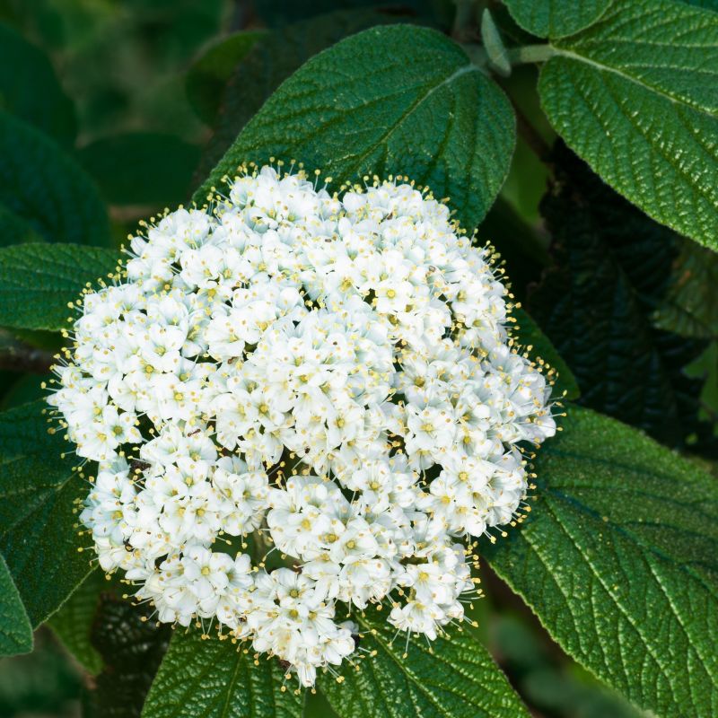 Allegheny Viburnum image