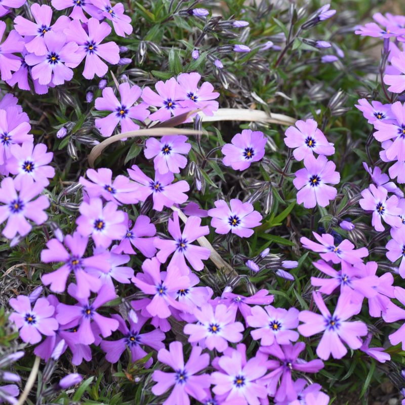 Purple Beauty Creeping Phlox image
