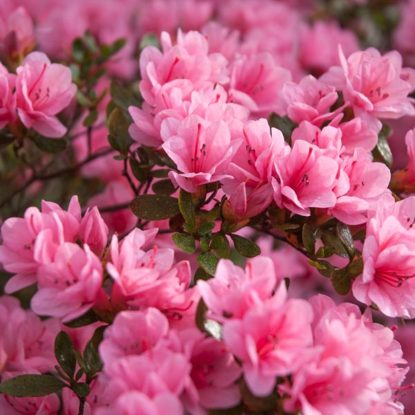 Rosebud Azalea