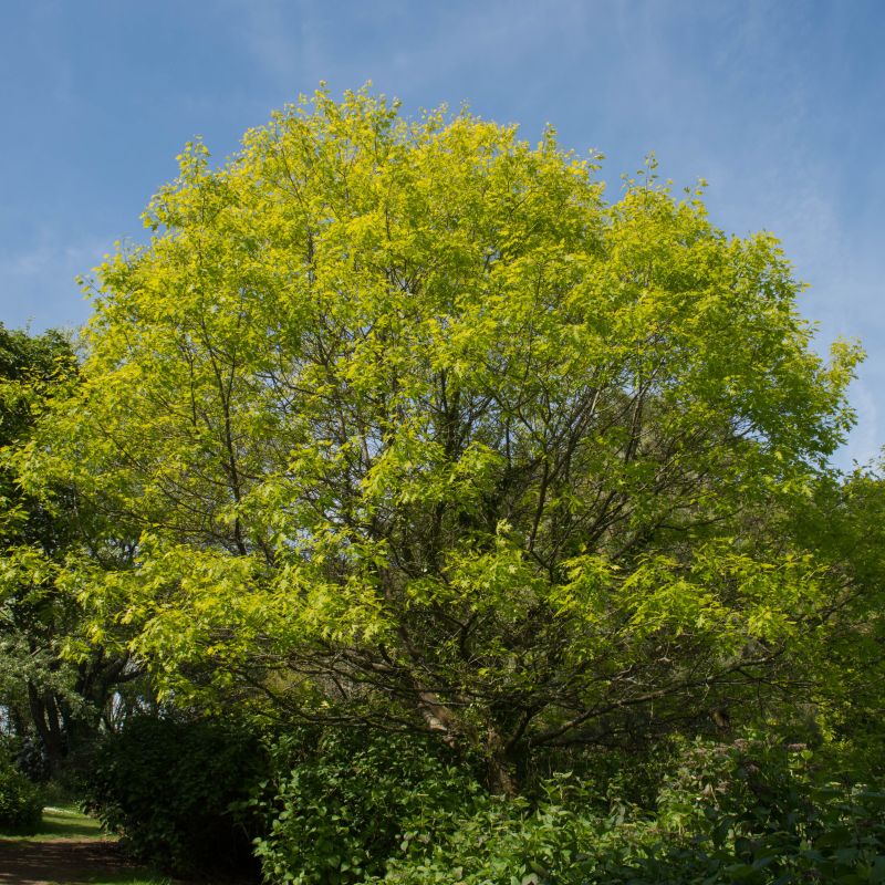 Scarlet Oak image