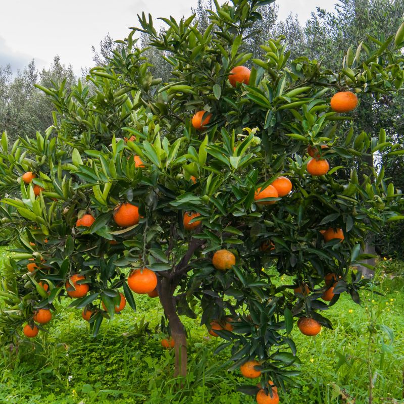 Red Navel Orange Tree image