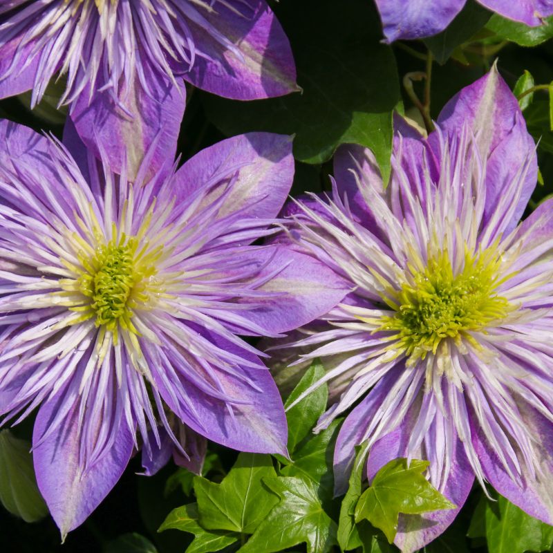Crystal Fountain Clematis image