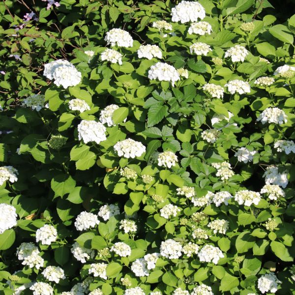 Chicago Lustre Arrowwood Viburnum image
