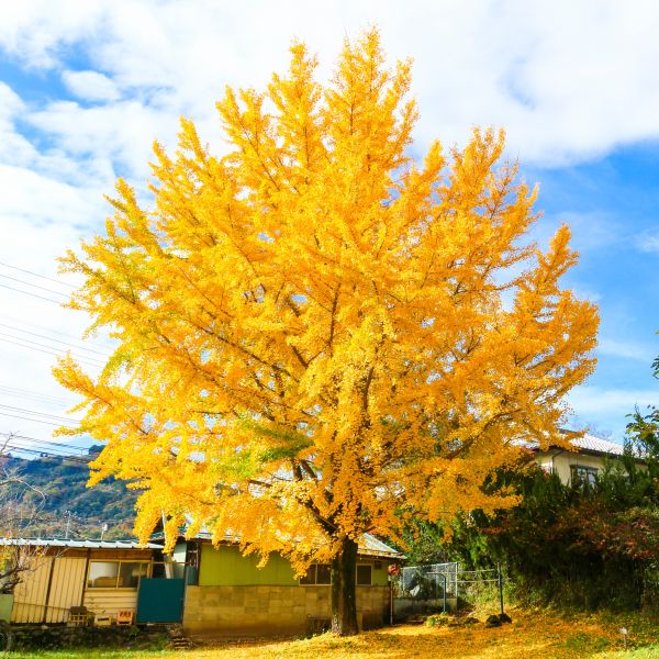 Ginkgo (male) (Ginkgo biloba) - Heritage Fruit Trees