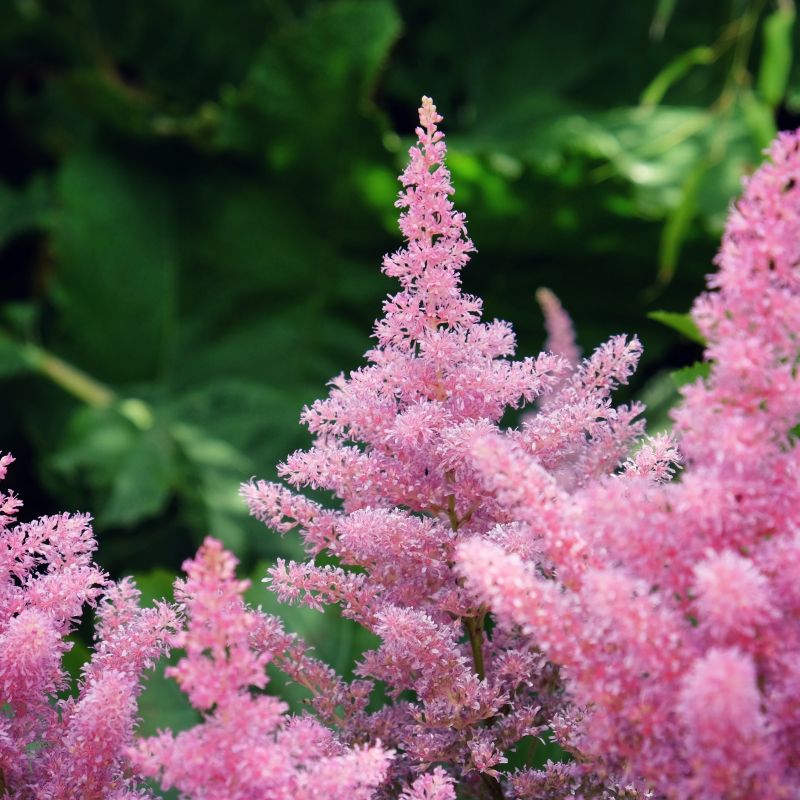 Rheinland Astilbe image