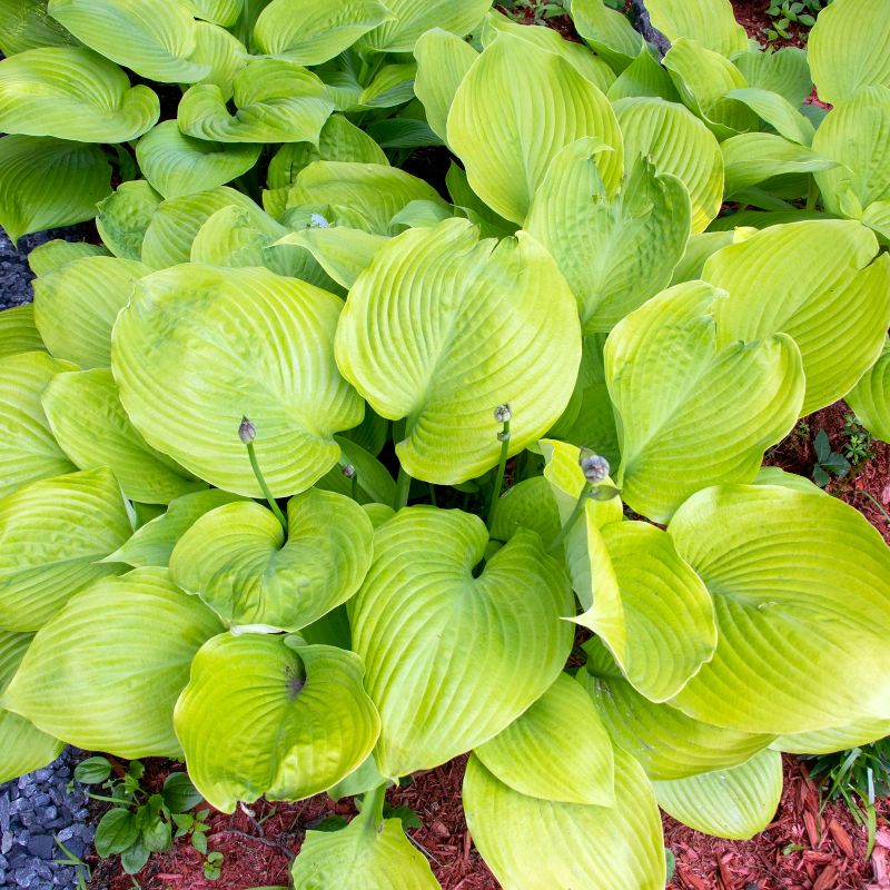Sum and Substance Hosta image