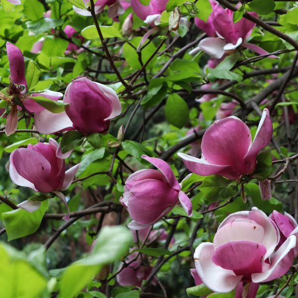 Buy Genie Magnolia Tree Magnolia x 'Genie' Online