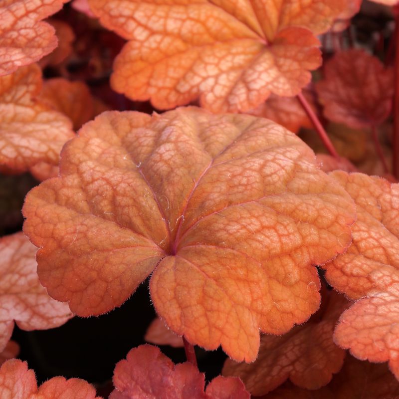Georgia Peach Coral Bells image