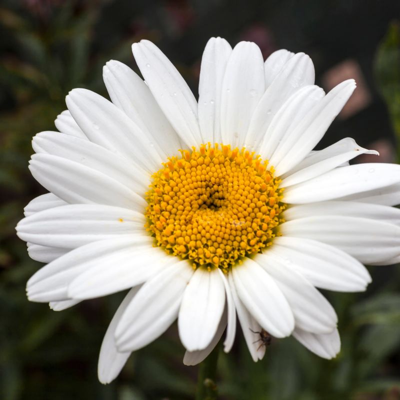 Becky Shasta Daisy image