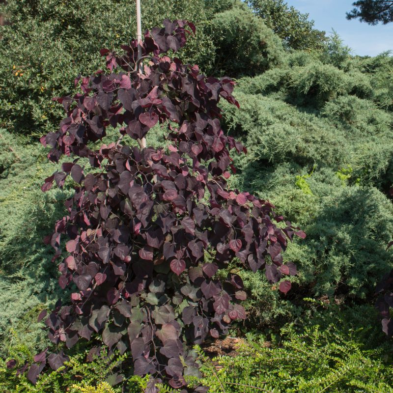 Ruby Falls Redbud image