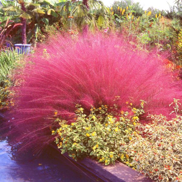 Pink Muhly Grass image