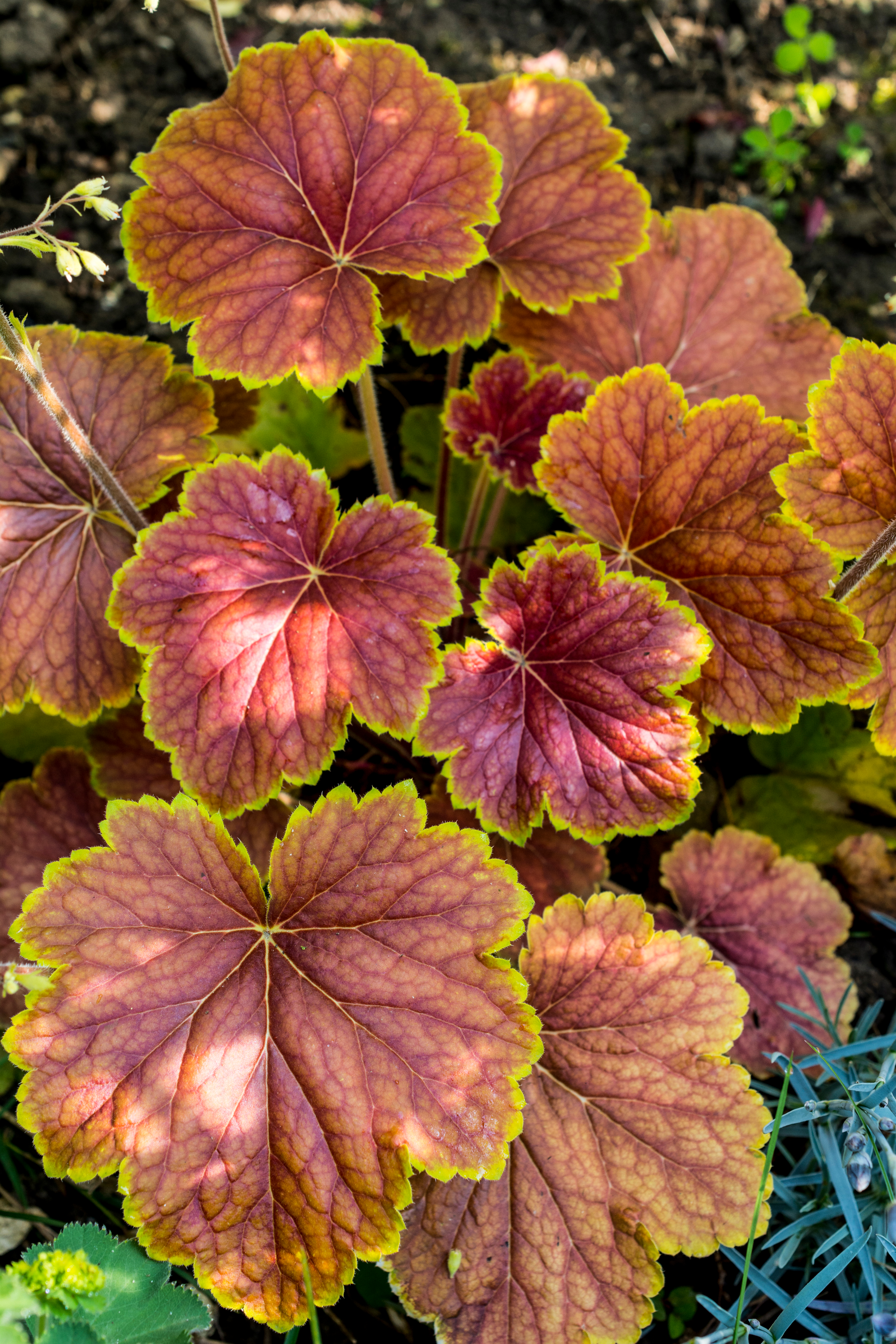Delta Dawn Coral Bells image